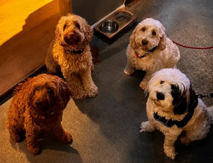 Four friendly dogs at Against The Grain